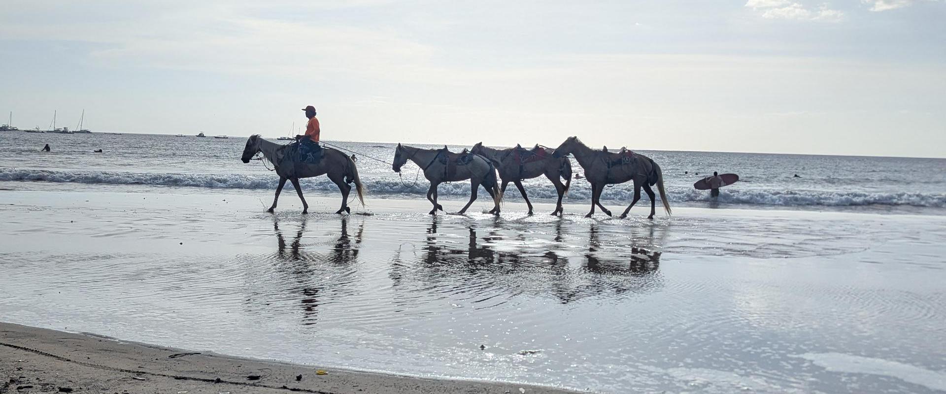 Horses on beach at dusk