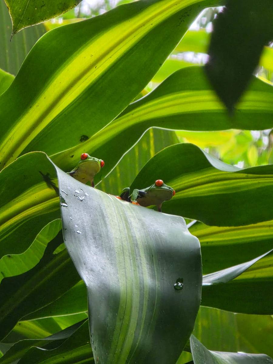 Red-eyed tree frogs